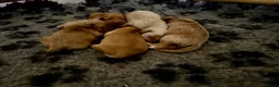 Cockapoo dogs for sale: Exceptional family pets top quality cockapoo’s - Advert 8