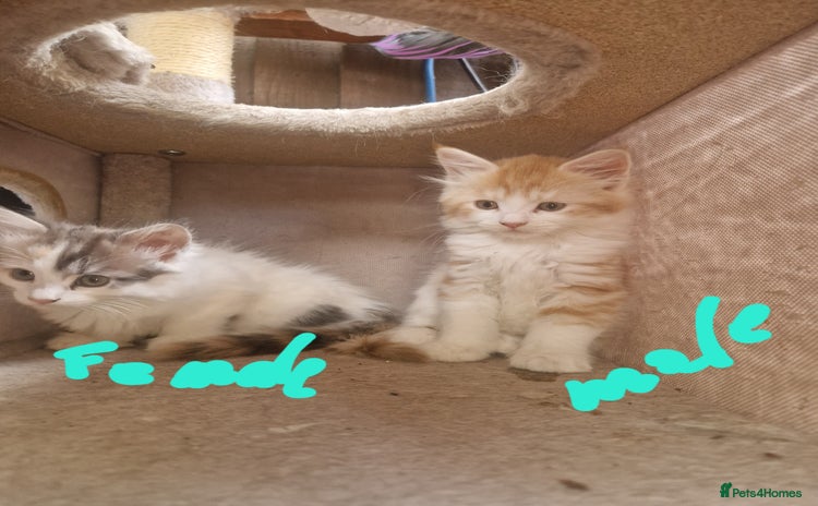 Mixed Breed cats - Advert 16