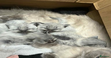 Maine Coon cats - Advert 6