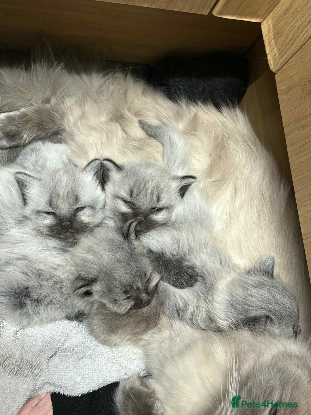 Maine Coon cats for sale: 4 Main Coon cross Ragdoll - Image 2
