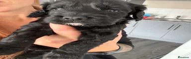 Cockapoo 3