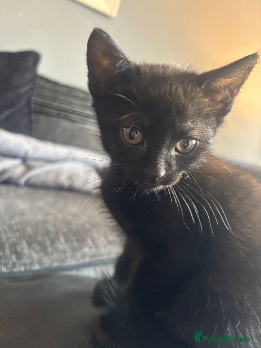 Mixed Breed cats for sale: 5 Black kittens - Image 2