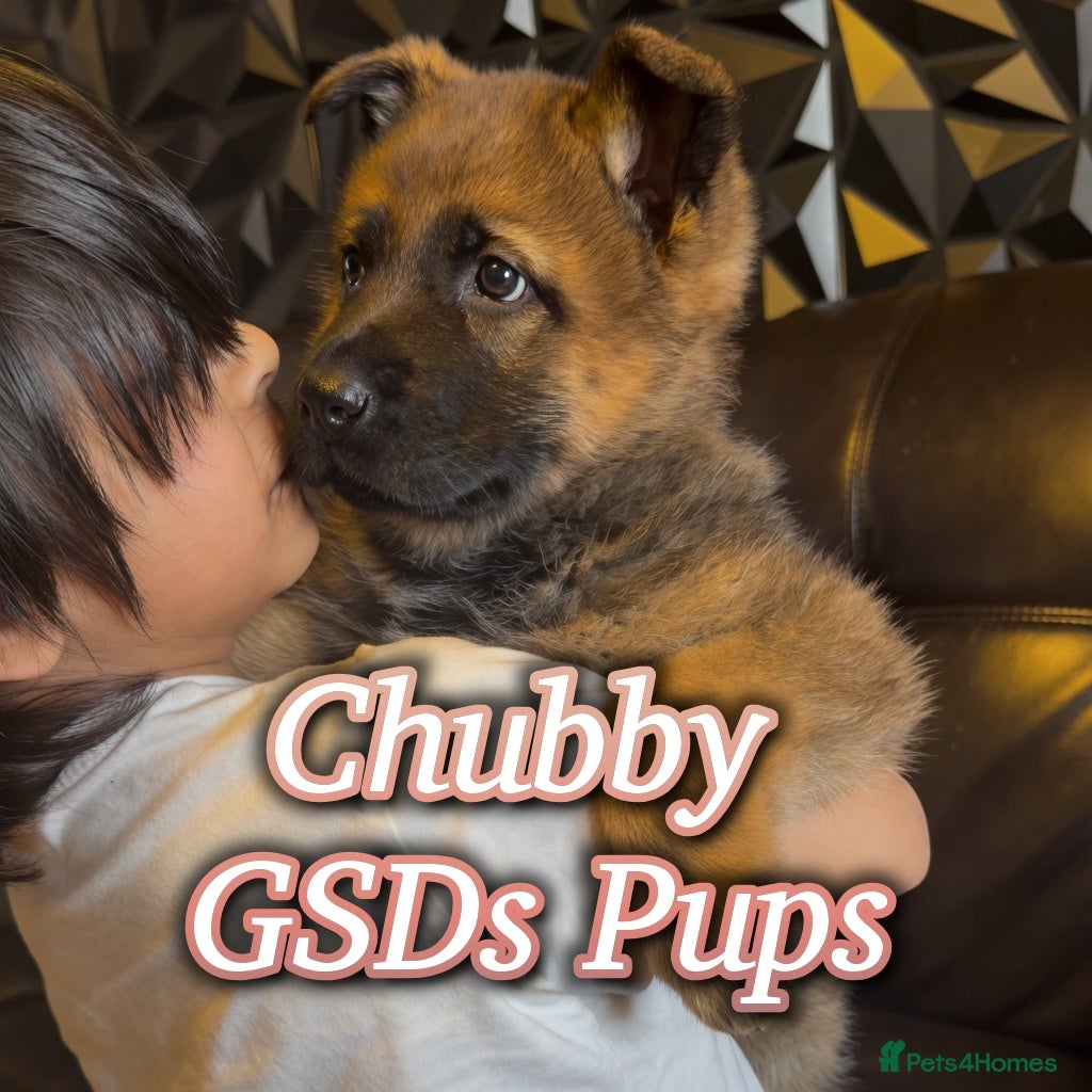 German Shepherd dogs Stunning Cuddly GSD puppies!  - Advert 1