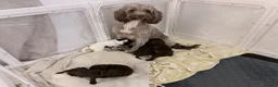 Sproodle dogs for sale: 7 Beautiful Sproodle Puppies - Advert 16