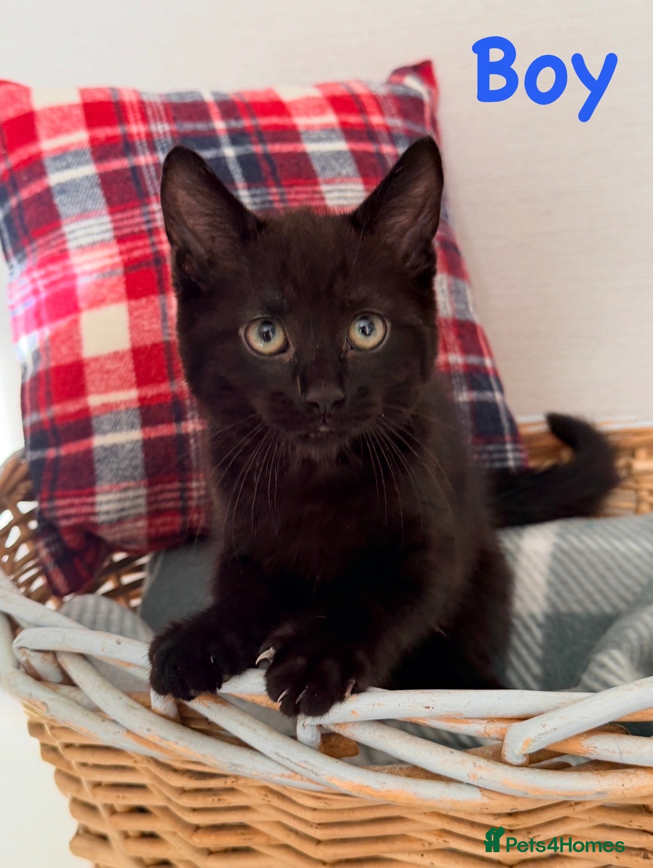 Mixed Breed cats 🐾❤️ Ragdoll X Shorthair Kittens ❤️🐾 - Advert 1