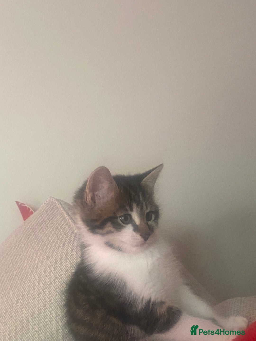 Sprocker dogs for sale: Most beautiful boy! - Advert 1