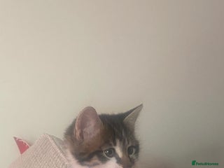 Sprocker dogs Most beautiful boy! - Advert 1