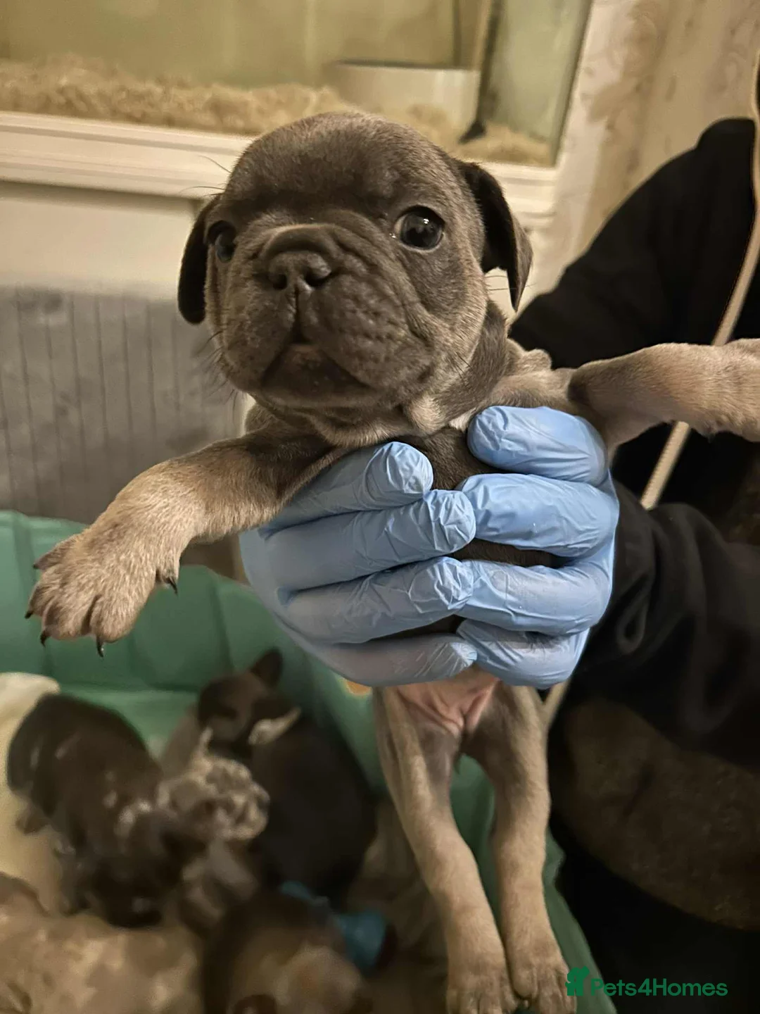 French Bulldog dogs for sale: French Bulldog ready to leave now - Advert 2