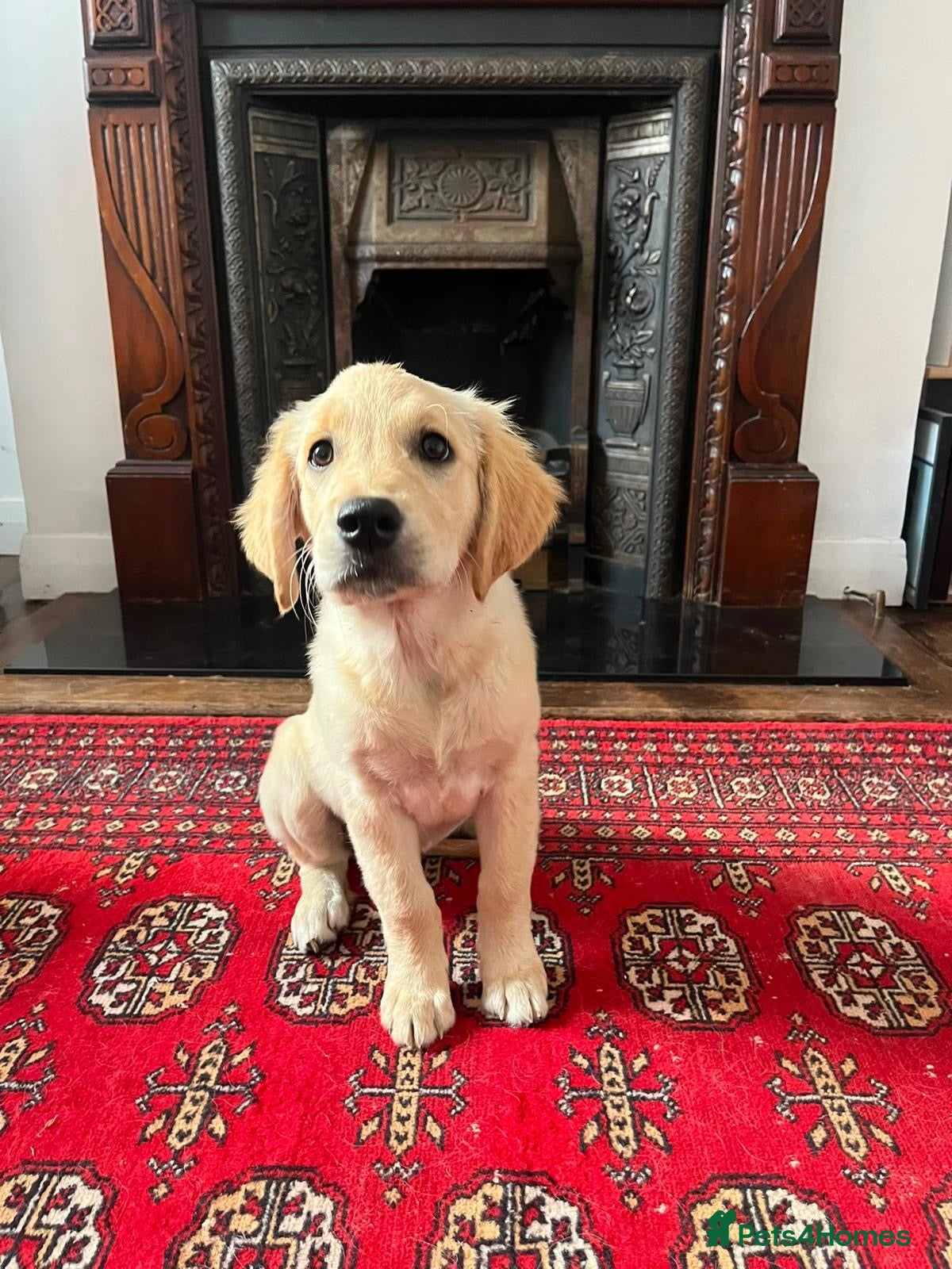 Golden Retriever dogs Golden Retrievers pure breed puppies - Advert 14