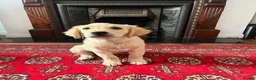 Golden Retriever dogs for sale: Golden Retrievers pure breed puppies - Advert 1