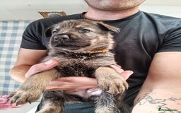 German Shepherd dogs for sale: German Shepherd Puppies - Image 18