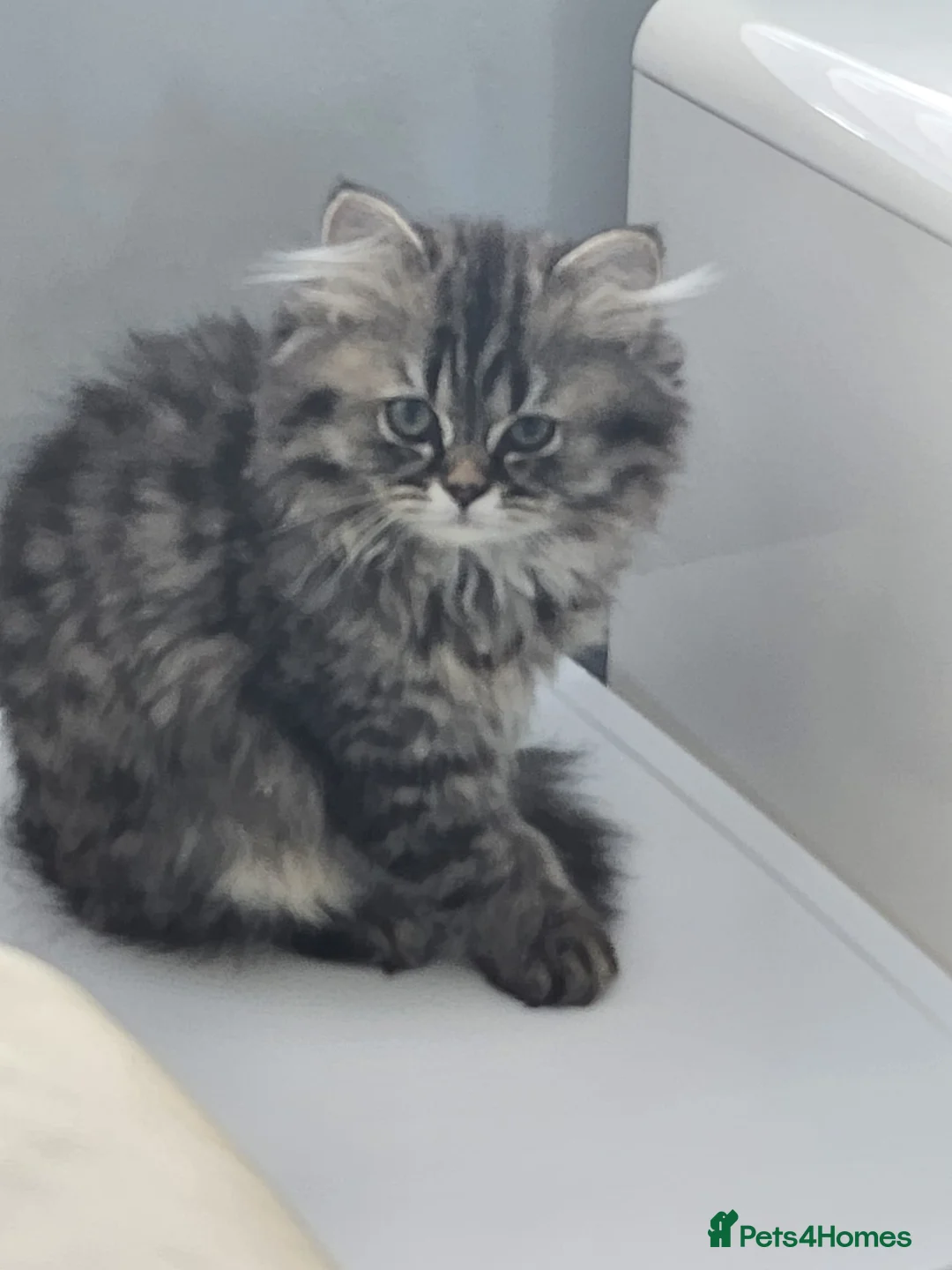 Mixed Breed cats for sale: British Shorthair x Chinchilla Persian  - Advert 15