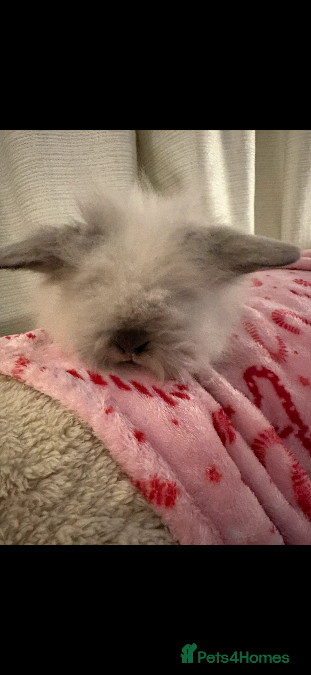 Mini Lion Lop rabbits for sale: Gorgeous Fluffy Double Mane mini lion lop bunny’s  - Advert 11