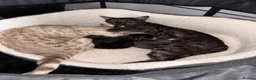 Bengal cats for sale: Bengal cross British shorthair kittens  - Advert 2
