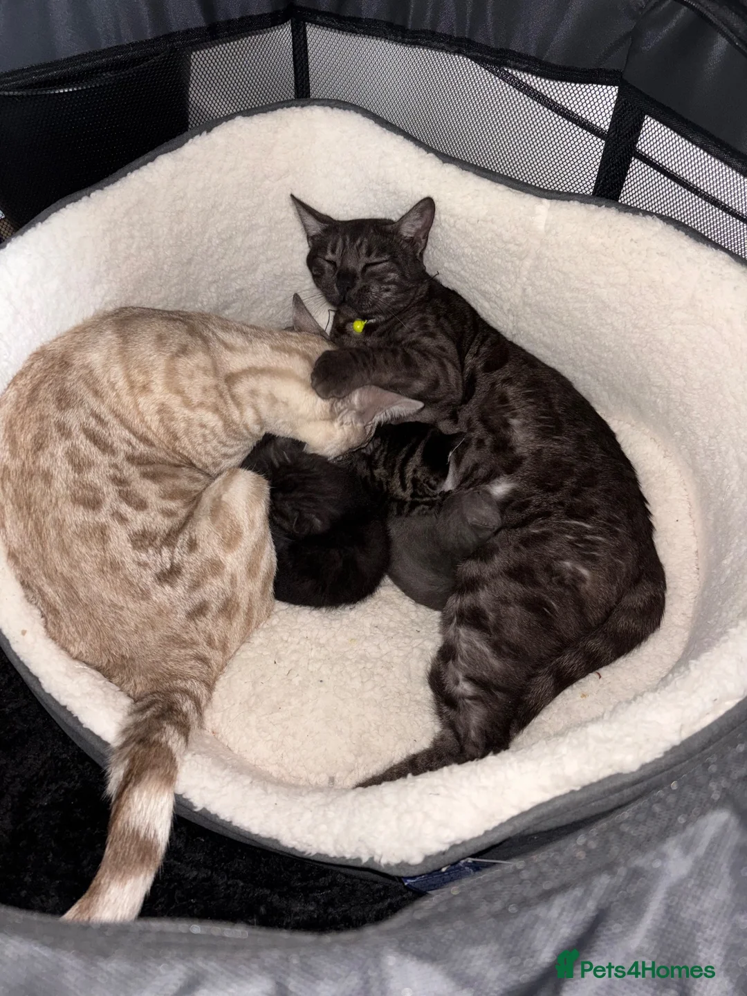 Bengal cats for sale: Bengal cross British shorthair kittens  - Advert 2