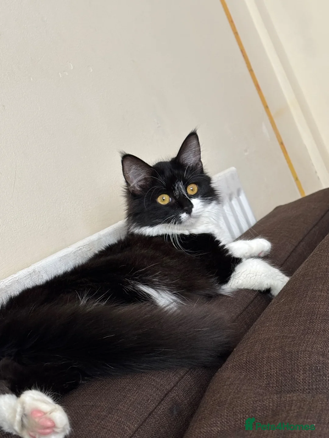 Mixed Breed cats for sale: Cats  in Wolverhampton - Advert 1