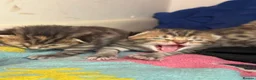 Mixed Breed cats for sale: 3 Absolute Stunning Patterned Kittens - Advert 3