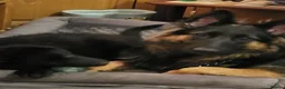 German Shepherd dogs for sale: German shepherd puppies  - Advert 5
