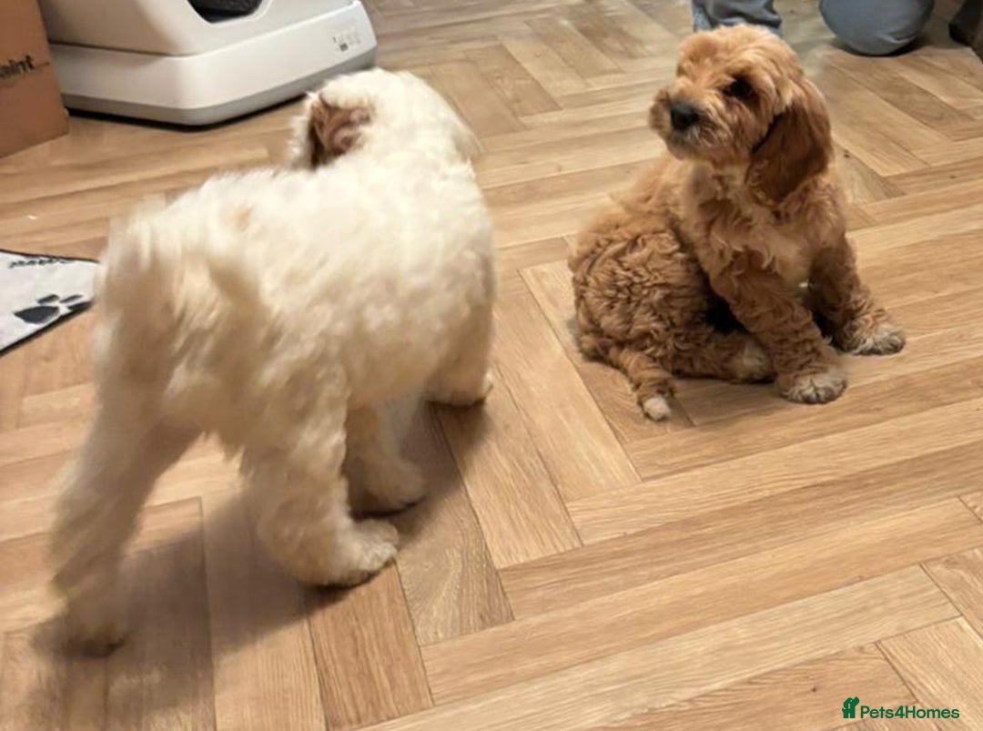 Australian Labradoodle dogs for sale: Australian Labradoodles for Sale - Advert 35