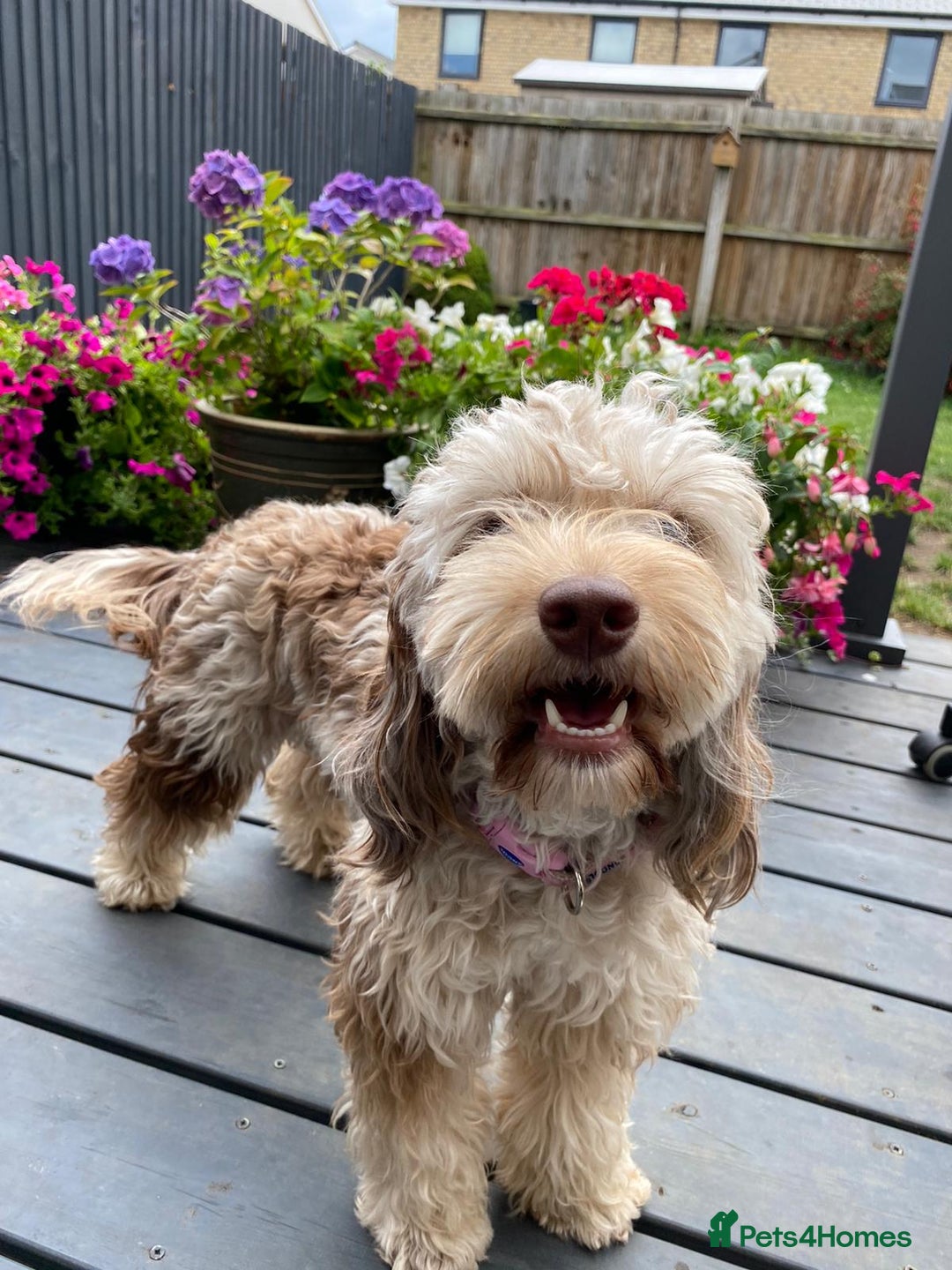 Mixed Breed dogs for sale: Only 2 left girl and boy Sheepadoodle - Advert 13