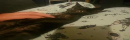 Mixed Breed cats for sale: Mix breed kittens in Boston - Advert 9
