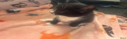 Mixed Breed cats for sale: Tabby female and 2 black and white boy kittens - Advert 6