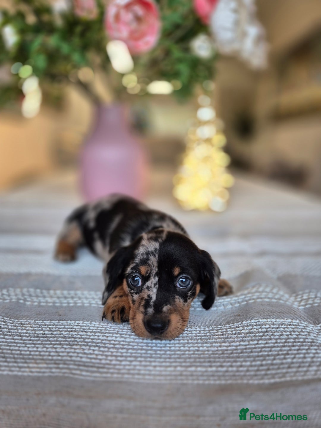 Dachshund dogs for sale: 💙Miniature Dachshund puppies! First litter!🩷  - Advert 24