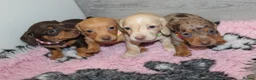 Miniature Dachshund dogs for sale: 🩷✨ extra small Dachshund pups KC kanninchen 🩷✨  - Advert 4
