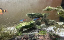 Other/Mixed Breed fish for sale: Tropical Fish Setup + 7 Fish - Image 3