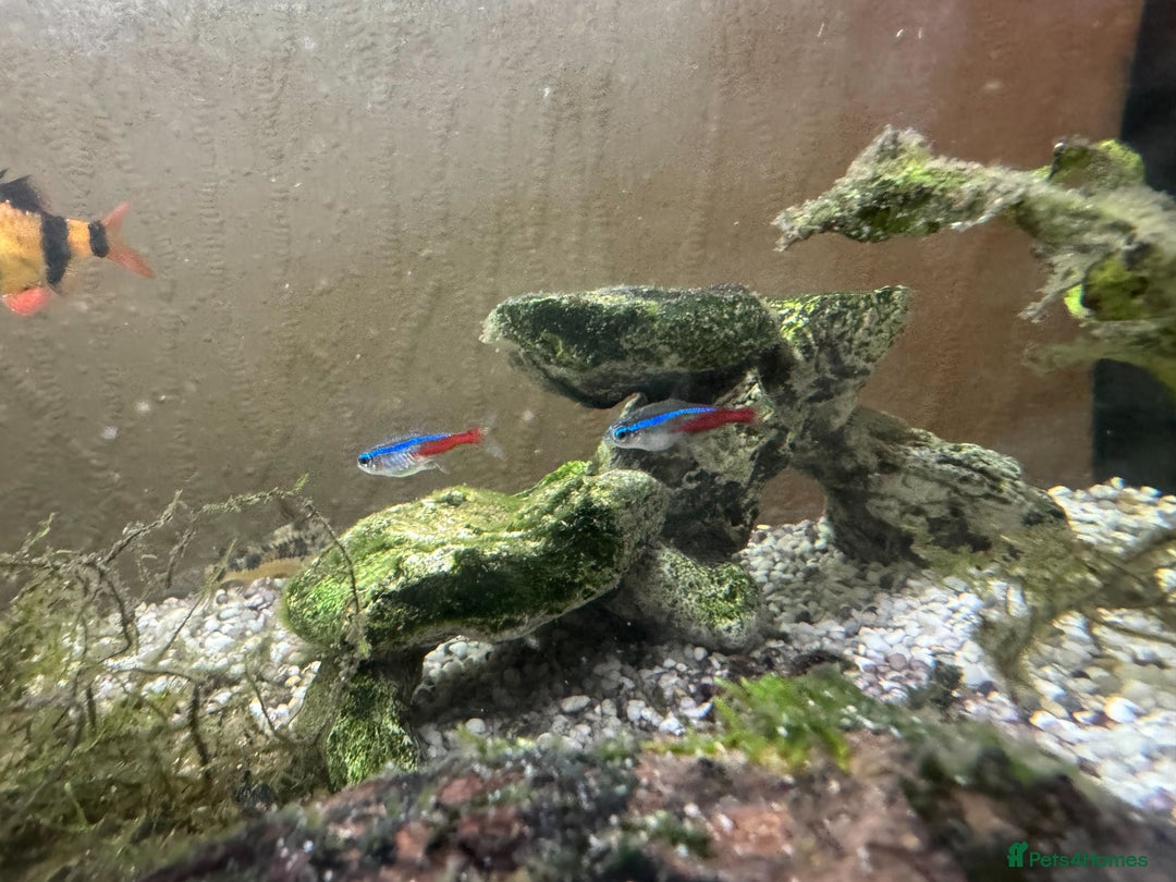 Other/Mixed Breed fish for sale: Tropical Fish Setup + 7 Fish - Image 3