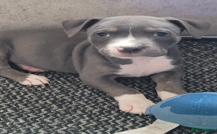 Staffordshire Bull Terrier dogs - Advert 16