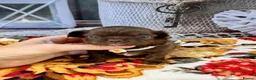 Chihuahua dogs for sale: 🤎 Exotic KC LC chocolate chihuahuas 🤎 - Advert 8