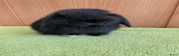 Mini Lop rabbits for sale: Mini Lop Babies - Ready now - Advert 1