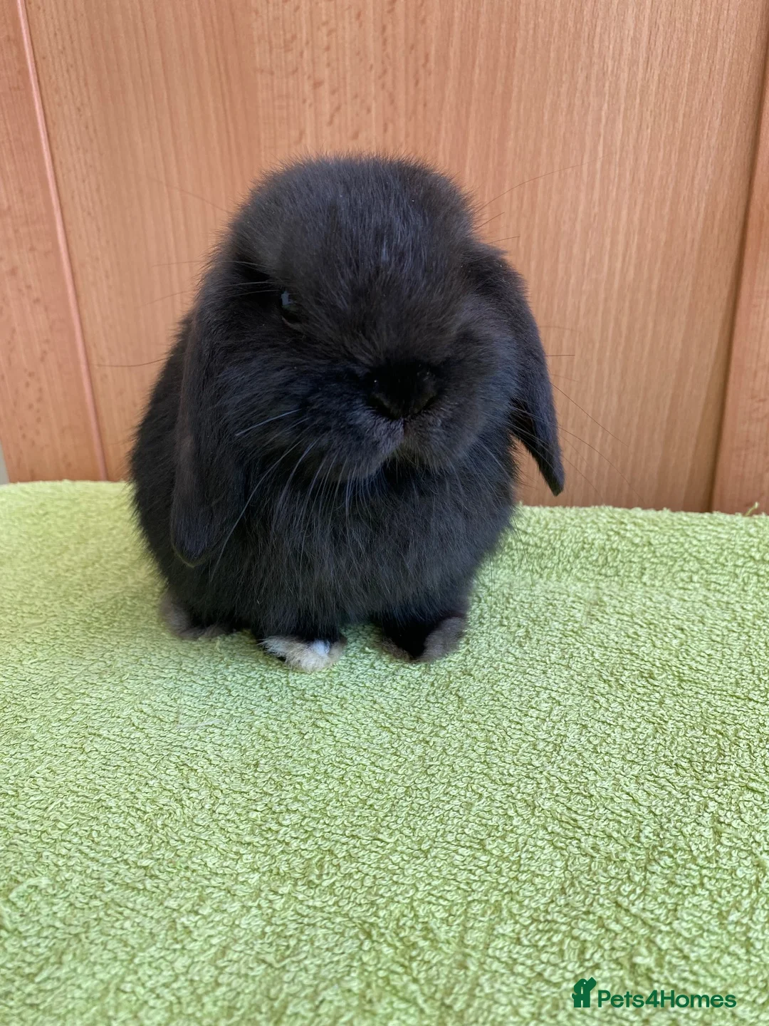 Mini Lop rabbits for sale: Mini Lop Babies - Ready now - Advert 1