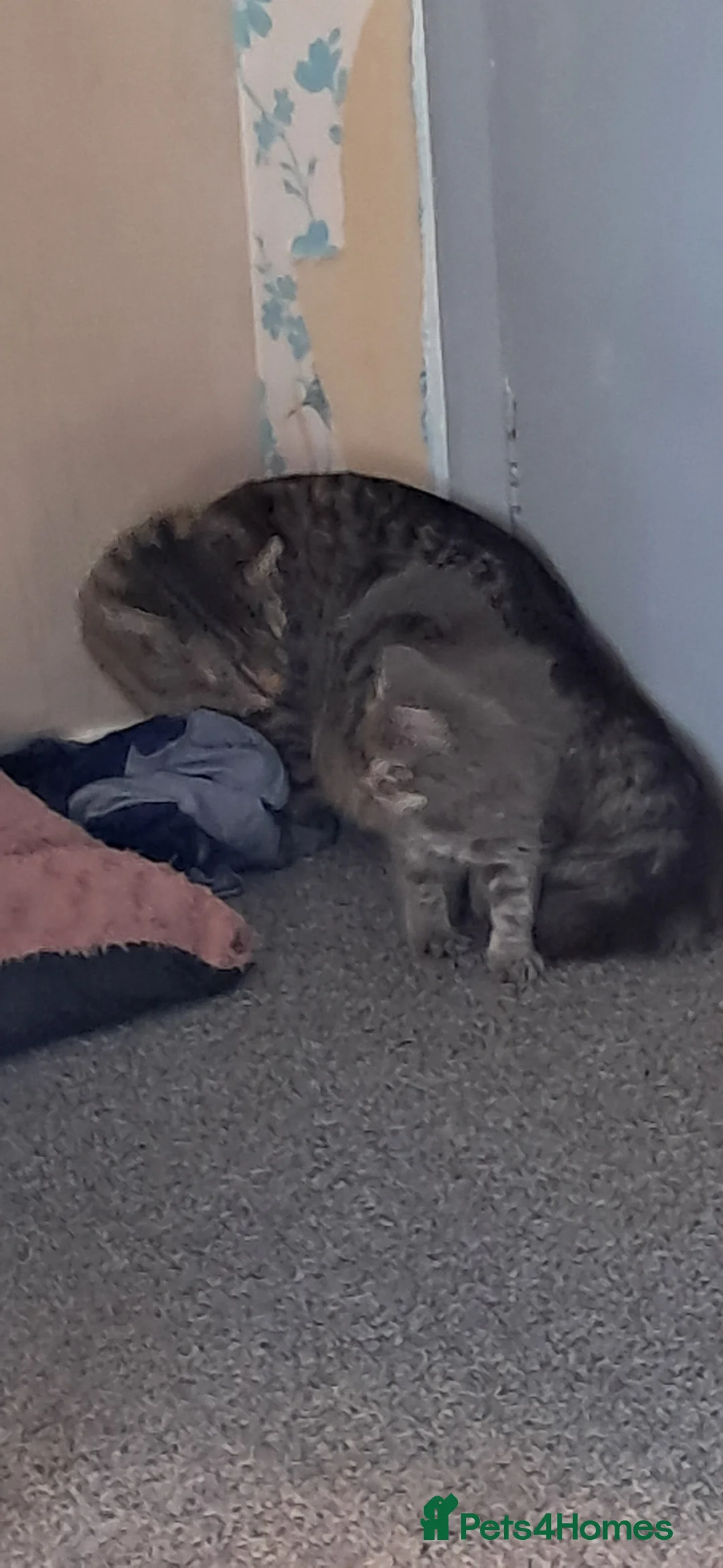 Mixed Breed cats for sale: Maine coon cross  - Advert 2