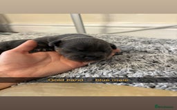 Staffordshire Bull Terrier dogs for sale: Staffordshire bull terrier puppy’s  - Image 14