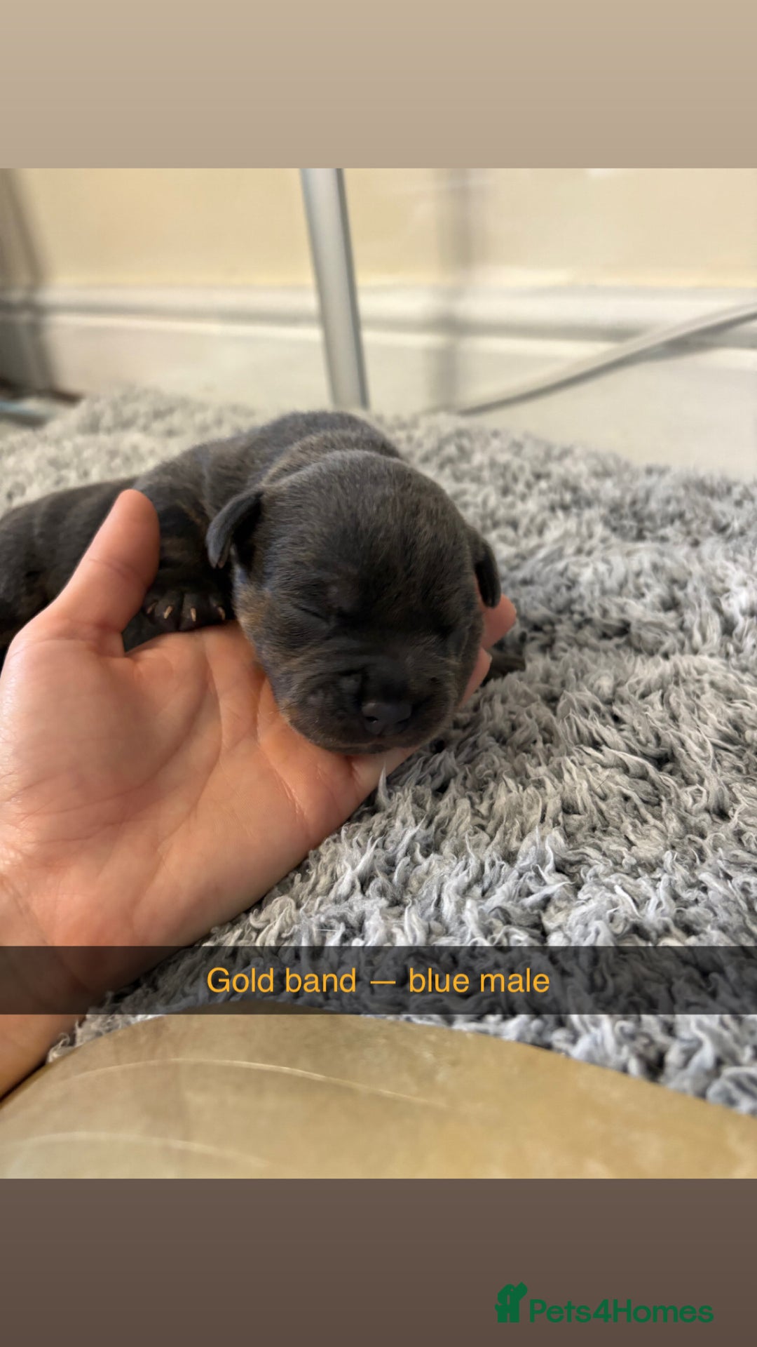 Staffordshire Bull Terrier dogs for sale: Staffordshire bull terrier puppy’s  - Image 14