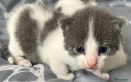 Mixed Breed cats for sale: ❤️*Blue/white & black/white friendly kittens*❤️ - Image 29