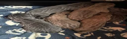 Cane Corso dogs for sale: SILVER BRINDLE pure bread Cane Corso pups  - Advert 1