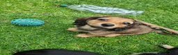 Miniature Dachshund dogs for sale: 🌟KC reg.Miniature LH Dachshund Puppies 🌟  - Advert 9
