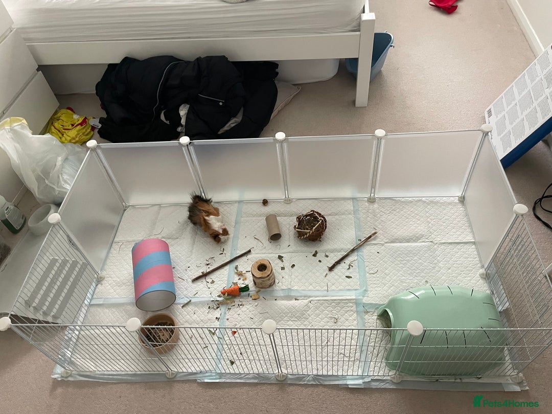 Guinea Pig rodents for sale: 2 Male Guinea Pigs, approx 7 months old - Advert 3