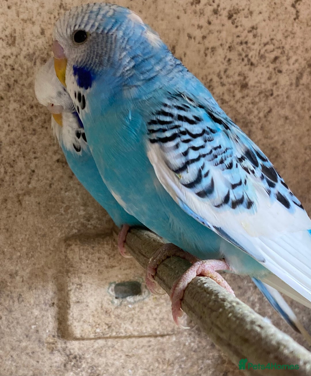 Budgerigars birds for sale: Beautiful Budgies - Image 21