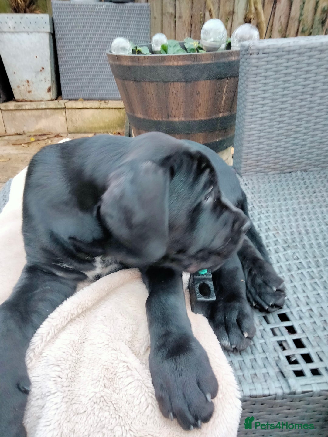 Cane Corso dogs for sale: Cane Corso XL Boy 22/12/2025 - Advert 35