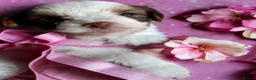 Biewer Terrier dogs for sale: Colorfull Yorkies  - Advert 9