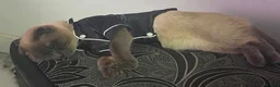 Scottish Fold cats for sale: Male scottish fold- URGENT SALE - Advert 5