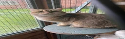 British Shorthair cats for sale: Super Nova Lovely Golden British Boy For Sale  - Advert 3