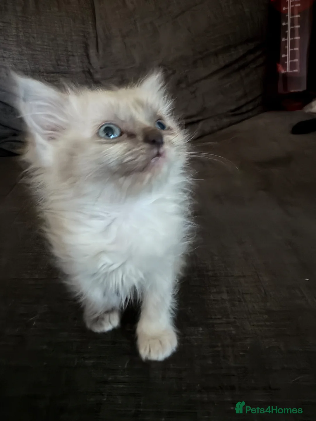 Ragdoll cats for sale: Ragdoll kittens  - Advert 2