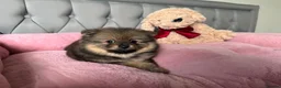 Pomeranian dogs for sale: Wolf & Orange Sable Teddy Bear Pomeranian Puppies - Advert 11