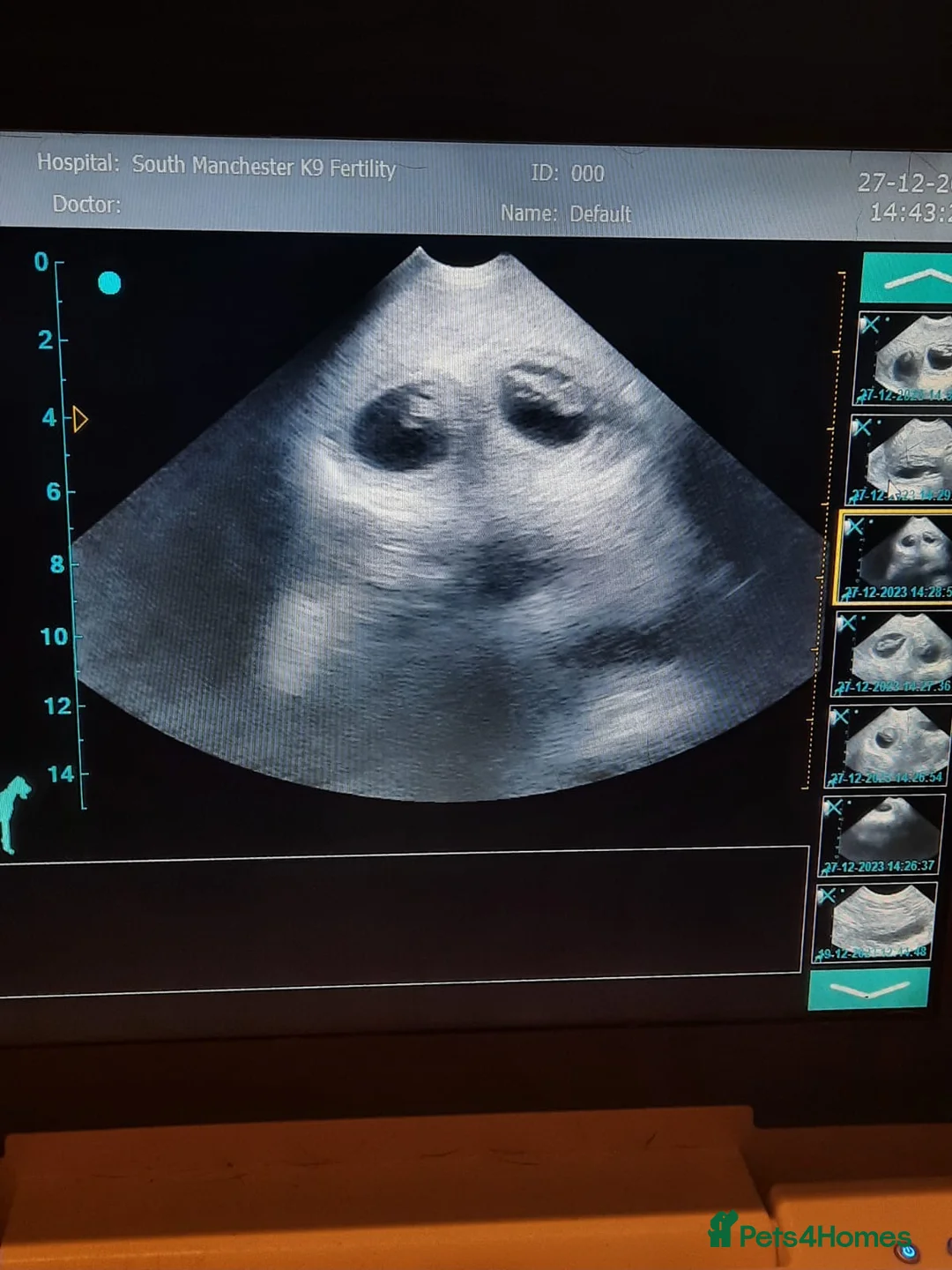 French Bulldog dogs for stud: Hector Starfex in Leigh - Advert 32