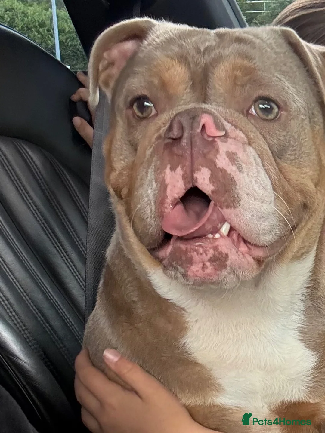 English Bulldog dogs for sale: FOREVER FAMILY NEEDED  - Advert 4